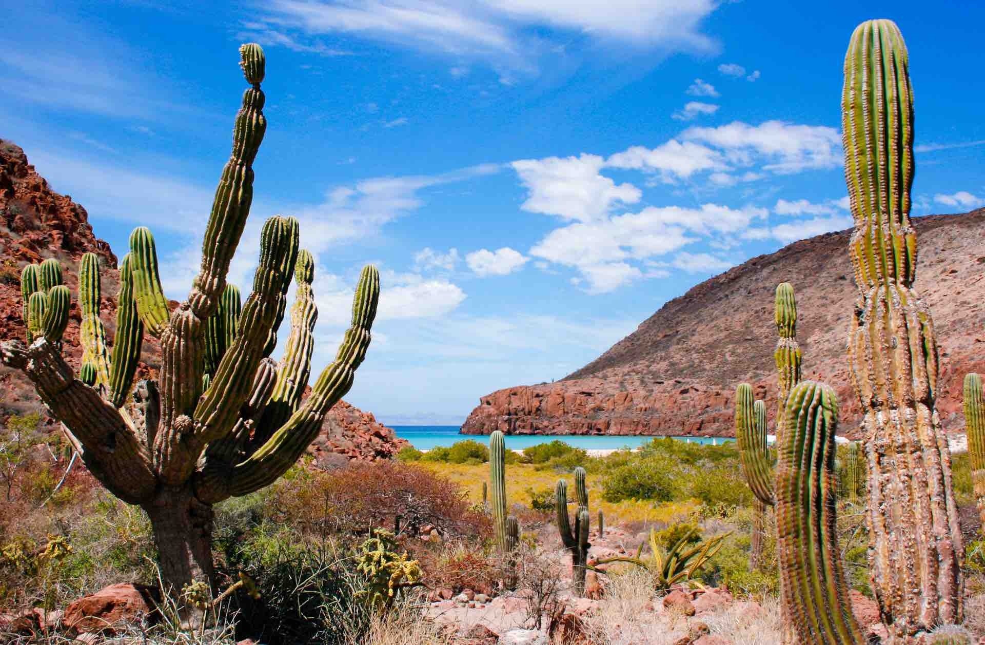 Desert cacti and cliffs overlooking the turquoise sea in Baja California Sur