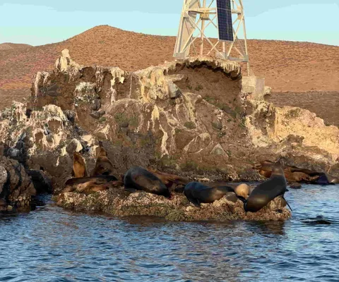Sea lions resting on the rocks at the colony