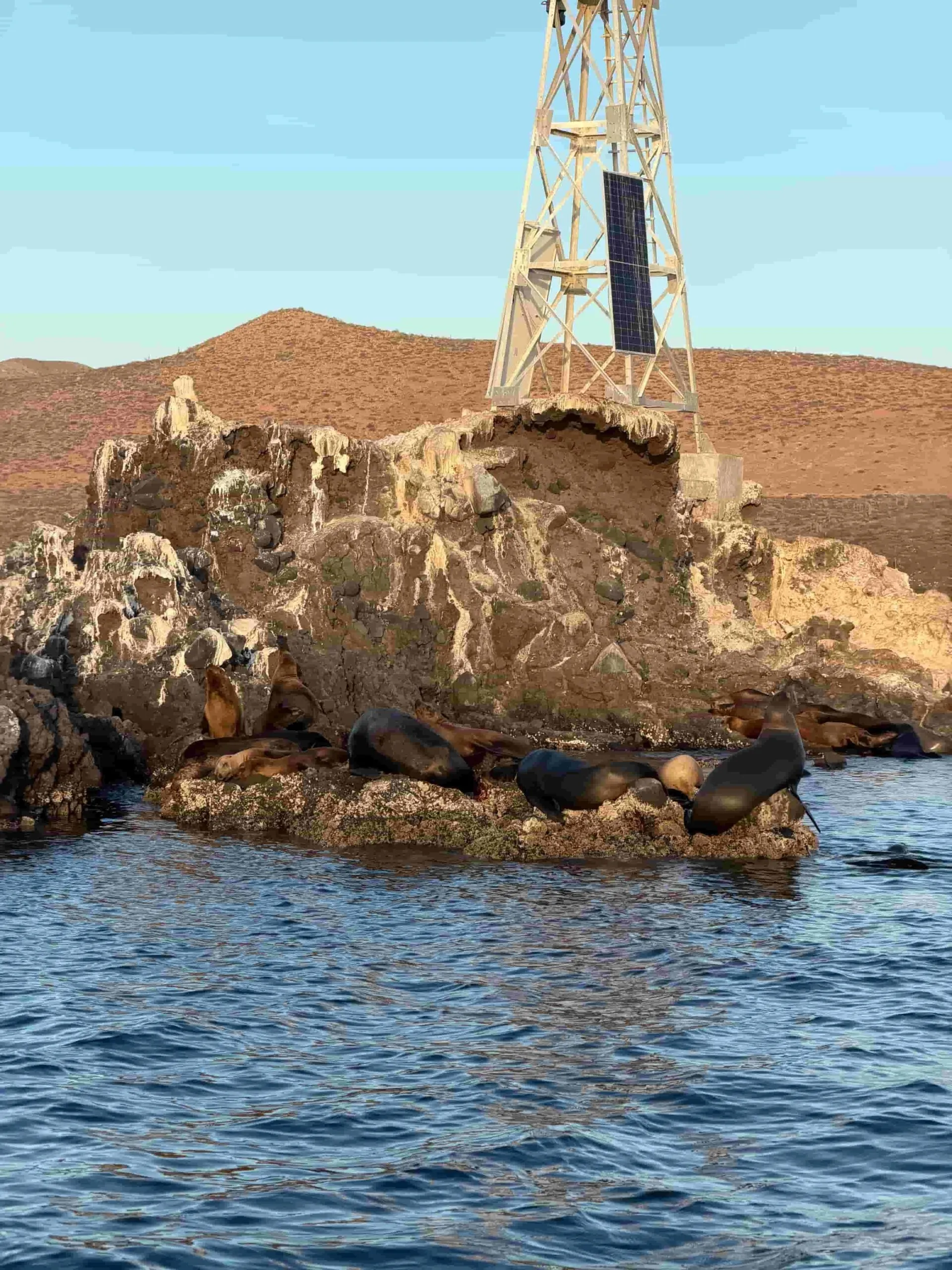 Sea lions resting at the colony