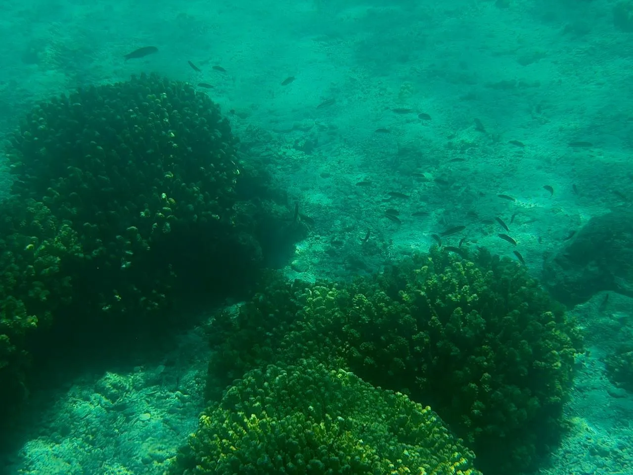 Fish and reef beneath the waters of the Sea of Cortez
